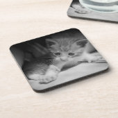 Foto zwart-wit Kitten Bier Onderzetter (Linkerzijde)