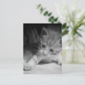 Foto zwart-wit Kitten Briefkaart (Staand voorkant)