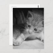 Foto zwart-wit Kitten Briefkaart (Voorkant / Achterkant)