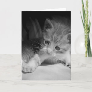 Foto zwart-wit Kitten Kaart
