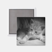 Foto zwart-wit Kitten Magneet (Voorkant / Achterkant)