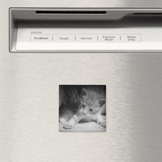 Foto zwart-wit Kitten Magneet (Insitu (Vaatwasser))