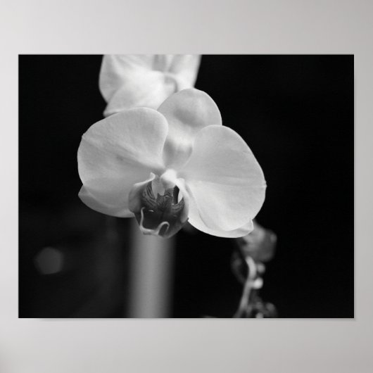 Foto zwart-wit orchidee-ventilator poster (Voorkant)