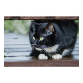 Foto zwart-wit Tuxedo Cat Perfect Poster