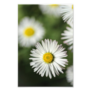 Fotoafdruk Madeliefje Bloem Natuurfotografie Foto Afdruk