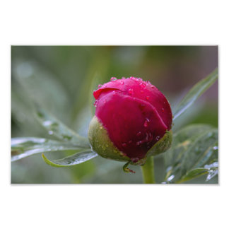Fotoafdruk Pioen Bloemknop Na De Regen Foto Afdruk