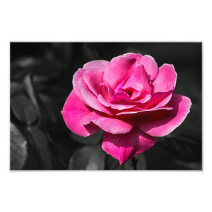 Fotoafdruk Roze Roos Elegantie Foto Afdruk