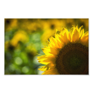 Fotoafdruk Zonnebloem Elegantie Foto Afdruk