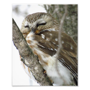 Fotoafdrukken voor sneeuw Owl Foto Afdruk