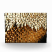 Fotoblok - Gedroogd zonnebloemhoofd (Voorkant)