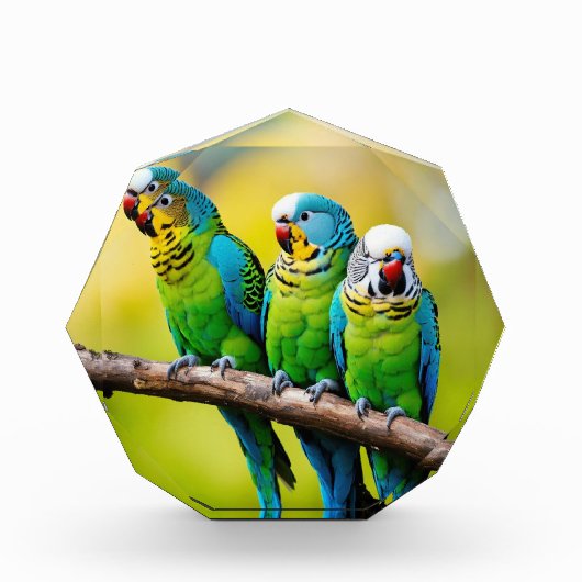 Fotoblokken (Voorkant)