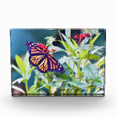 Fotoblokken voor monoarch Butterfly (Voorkant)