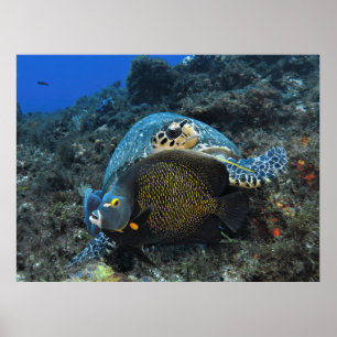 Fotobombarderen Angelfish Poster