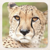 Fotocade , kat , dieren . vierkante kartonnen onderzetter (Voorkant)