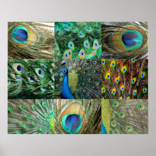 Fotocollage van Green Blue Peacock Poster