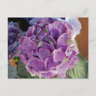 Fotofoto bloem, hydrangea briefkaart