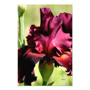 Fotofoto van Bourgogne/Red Iris Foto Afdruk
