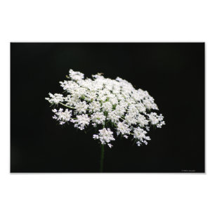 Fotofoto van koningin Anne's Lace Foto Afdruk
