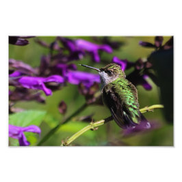 Fotofoto's met ruby-troebele Hummingbird Foto Afdruk