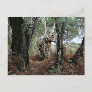 Fotografía paisaje de alcornoques en Doñana Briefkaart