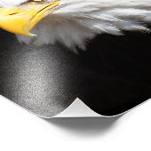 Fotografie Amerikaanse Bald Eagle Foto Afdruk (Hoek)