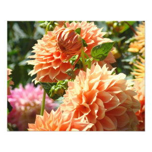Fotografie Bloemige kunstprints Oranje Dahlia Bloe Foto Afdruk