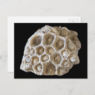 Fotografie Fossilized Coral Rock Natuur Briefkaart