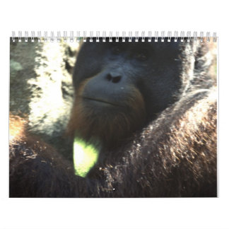 Fotografie in het wild 2011 kalender