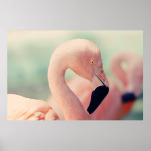 Fotografie met geringe focus van roze flamingo poster