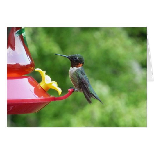 Fotografie met ruby-Throated Hummingbird (Voorkant Horizontaal)