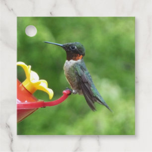 Fotografie met ruby-Throated Hummingbird Bedankjes Labels