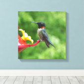 Fotografie met ruby-Throated Hummingbird Canvas Afdruk (Insitu (Houten vloer))