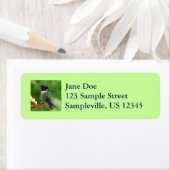 Fotografie met ruby-Throated Hummingbird Etiket (Insitu)