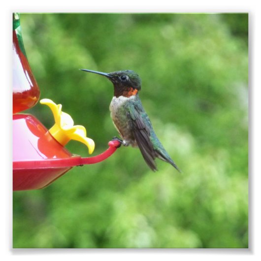 Fotografie met ruby-Throated Hummingbird Foto Afdruk (Voorkant)