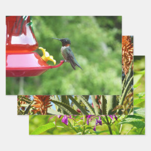 Fotografie met ruby-Throated Hummingbird Inpakpapier Vel
