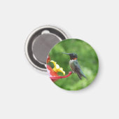 Fotografie met ruby-Throated Hummingbird Magneet (Voorkant / Achterkant)