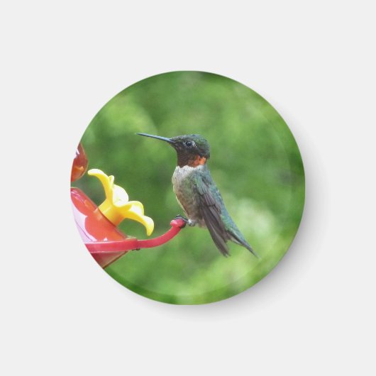 Fotografie met ruby-Throated Hummingbird Magneet (Voorkant)