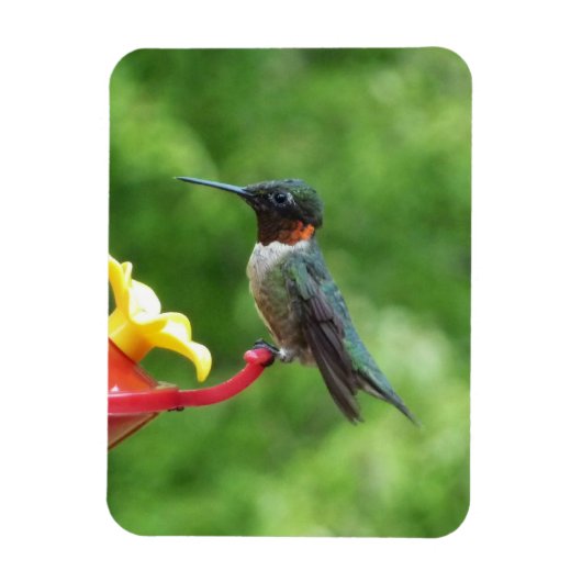 Fotografie met ruby-Throated Hummingbird Magneet (Verticaal)