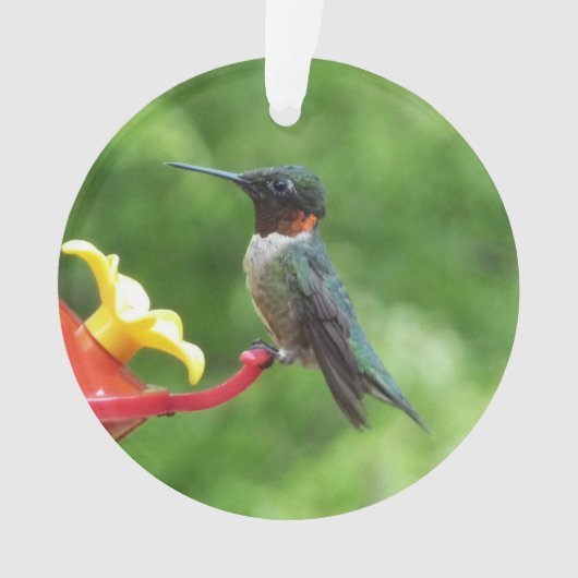 Fotografie met ruby-Throated Hummingbird Ornament (voorkant)