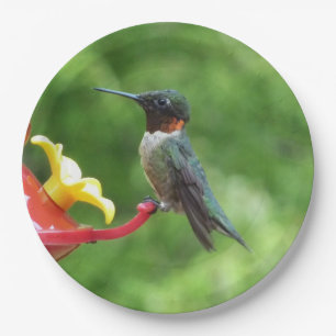Fotografie met ruby-Throated Hummingbird Papieren Bordje