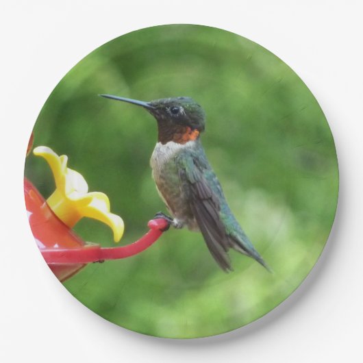 Fotografie met ruby-Throated Hummingbird Papieren Bordje (Voorkant)