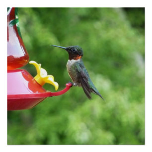 Fotografie met ruby-Throated Hummingbird Perfect Poster