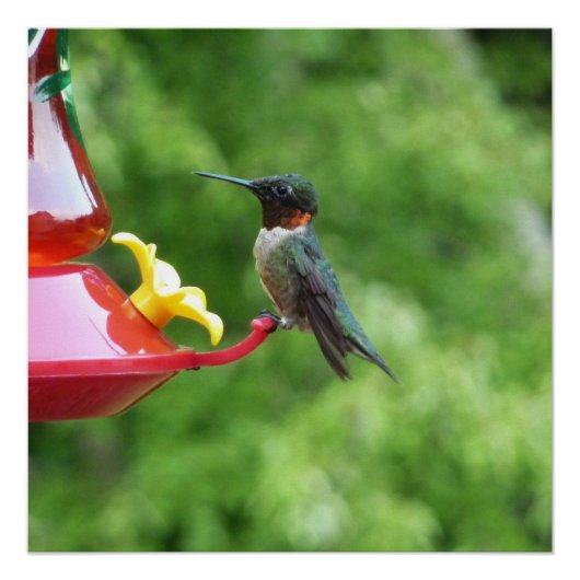 Fotografie met ruby-Throated Hummingbird Perfect Poster (Voorkant)