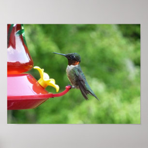 Fotografie met ruby-Throated Hummingbird Poster