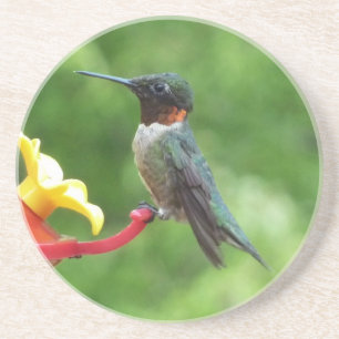 Fotografie met ruby-Throated Hummingbird Zandsteen Onderzetter
