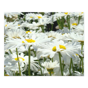 Fotografie natuur Kunstprints Madeliefjes Bloemen Foto Afdruk
