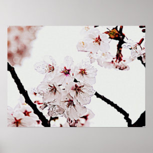 FOTOGRAFIE SAKURA POSTER