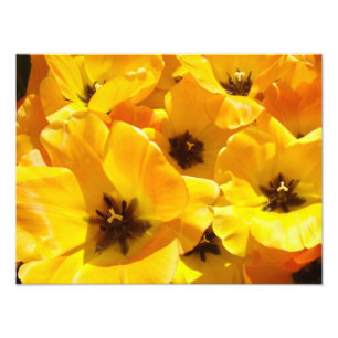 Fotografie Tulpen Bloemen kunstprints Omlijst Bloe Foto Afdruk