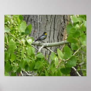 Fotografie van Audubon's Warbler-Natuur Poster