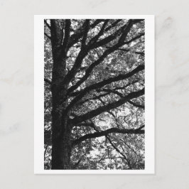Fotografie van bomen -Xylia Briefkaart